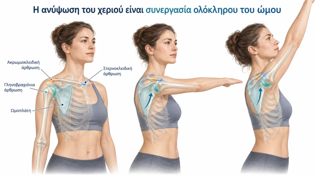 Συνεργασία γληνοβραχιόνιας άρθρωσης, ωμοπλάτης και κλείδας κατά την ανύψωση του χεριού